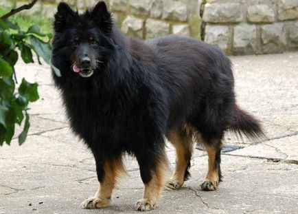 Chodsko история порода куче, външен вид, поддръжка и грижи (снимка)