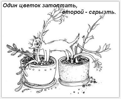 Отровни растения и цветя за котки - murkote за котки и котки
