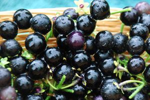 Berry Sunberry - полезни свойства и противопоказания