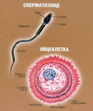 Яйца и сперма, на различия, прилики, разлики