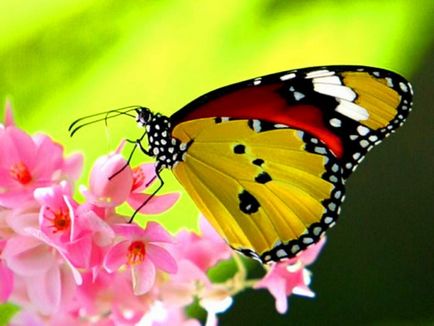Защо има пеперуди в природата