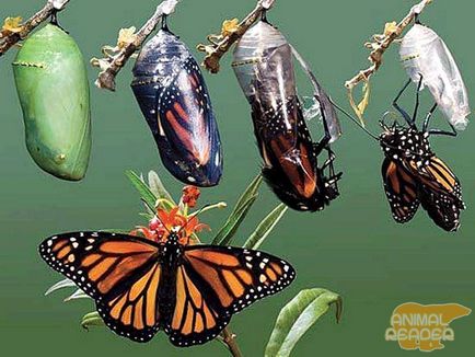 Защо има пеперуди в природата