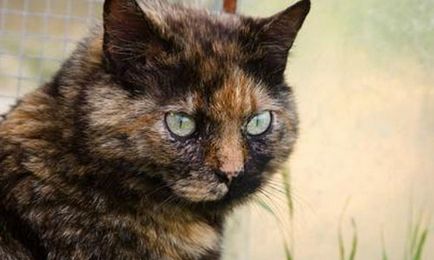 Тайнственият котка с - две лица необичаен цвят на животни