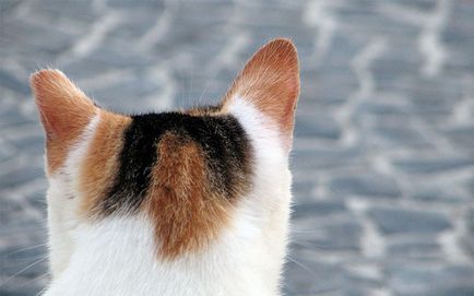 Тайнственият котка с - две лица необичаен цвят на животни