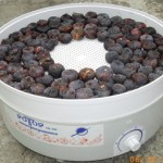 Прибирането на реколтата от сушени плодове, с помощта на електрически сушилни, съхраняване и умножи