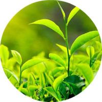 Зелени ползи чай и вреди на тялото на жените, свойства