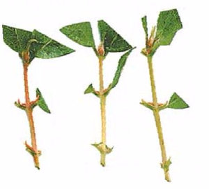 Perfoliate Орлови нокти отглеждане храст (резници, семена, наслояване)