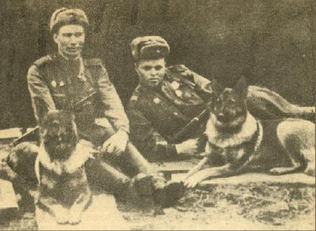 Животни в Великата отечествена война - окото на света на информационно-аналитичен портал