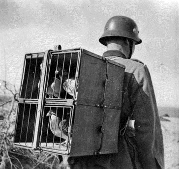 Животни в Великата отечествена война - окото на света на информационно-аналитичен портал