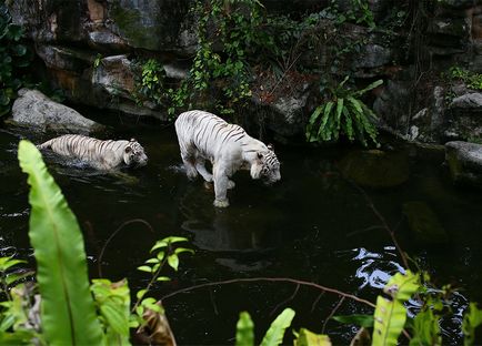 Зоопарк Сингапур отваряне зоопарк часа, как да се получи на цената на билета