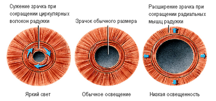 Ученик на окото - структурата и функцията, диагностика и болест - сайт - Москва офталмология