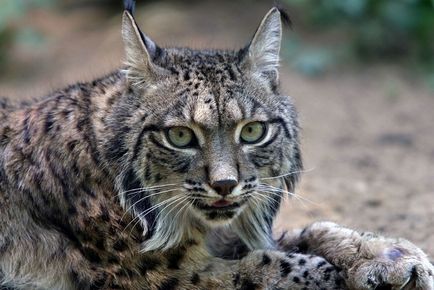 20 прекрасни котки, застрашени в дивата природа