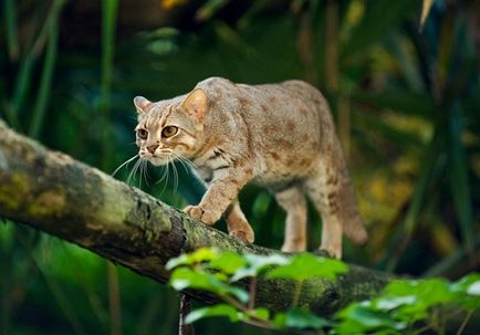 20 прекрасни котки, застрашени в дивата природа