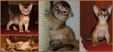 Абисинска снимка, описание порода, характер, видео, цена - murkote за котки и котки