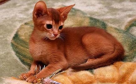 Абисинска снимка, описание порода, характер, видео, цена - murkote за котки и котки