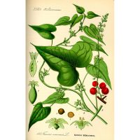 Адамс корен се използва в народната медицина, препоръки, рецепти (Dioscorea вулгарис)