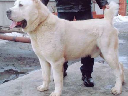 Азиатската овчарка порода снимка и описание, особено на съдържанието на кученца и възрастни кучета грижи