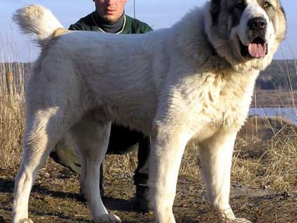 Азиатската овчарка порода снимка и описание, особено на съдържанието на кученца и възрастни кучета грижи