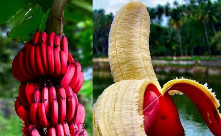 Бананите са различни - синьо, жълто, червено