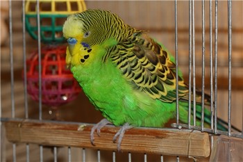 Вълнистите папагалчета заболявания и лечението им у дома