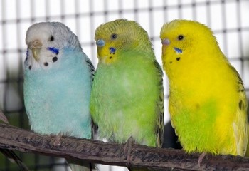 Вълнистите папагалчета заболявания и лечението им у дома