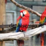 Болести папагалчетата със снимки - техните симптоми и лечение, всички на децата и семейството