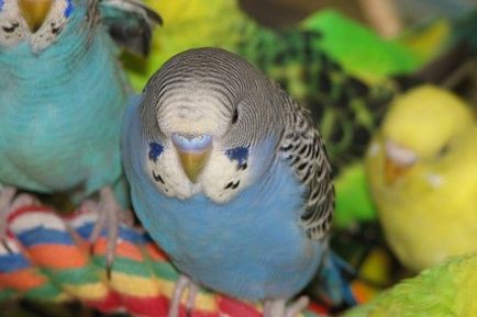 Вълнистите папагалчета заболяване симптоми, грижи и лечение