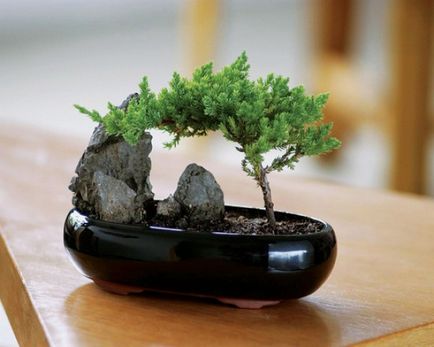 Bonsai собствените си ръце как да се направи стъпка по стъпка, от бор и от дървото на пари, майсторски клас от