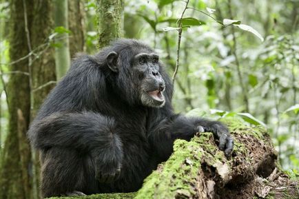 Ape шимпанзе