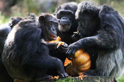 Ape шимпанзе