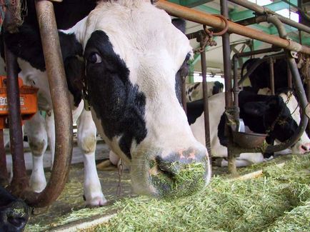 Какво да се храни кравата премикси, фуражи, витамини за едър рогат добитък