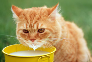 Колкото по-добре храната котките консултация с ветеринарен лекар и тайни на естествена храна
