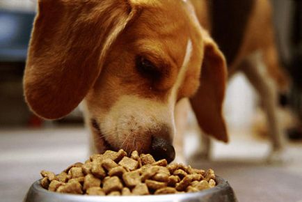 Какво може и какво не може да нахрани кучето