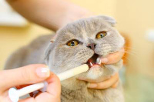 Какво да правя, ако отровен котката - да се предприемат спешни мерки - правилното хранене на котката и котката