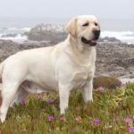 Какво е дисплазия при кучета, нейните симптоми и лечение