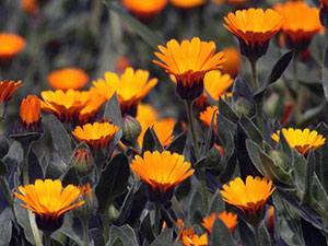 Невен цвете - засаждане и грижи в открито снимка невен, невен расте от семена