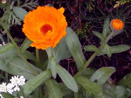 Невен цвете - засаждане и грижи в открито снимка невен, невен расте от семена