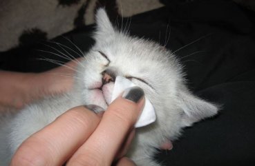Подробни насоки, какво и как да се мият очите си коте у дома (коте) Подробни насоки, какво и как да се мият си очите коте у дома