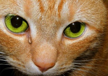 Подробни насоки, какво и как да се мият очите си коте у дома (измиване) Подробни насоки, какво и как да се мият си очите коте у дома