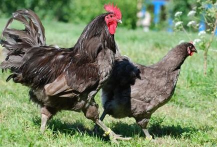 В Джърси порода пилета гигант - описание на съдържанието, снимки и видеоклипове