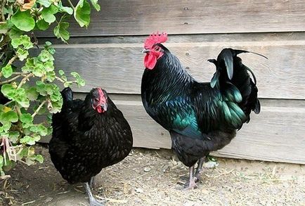 В Джърси порода пилета гигант - описание на съдържанието, снимки и видеоклипове