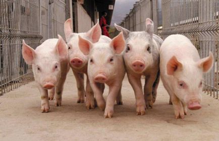 Ефективно угояване на свине за месо у дома
