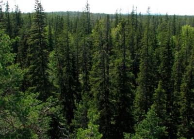 горските екосистеми