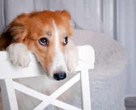 Епилепсия при кучета причини, симптоми и лечение