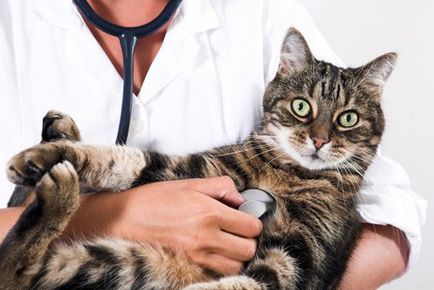 Ако отровен котката какво да прави и как да се помогне на котка симптоми