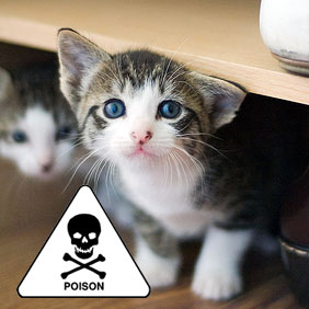 Ако отровен котката какво да прави и как да се помогне на котка симптоми