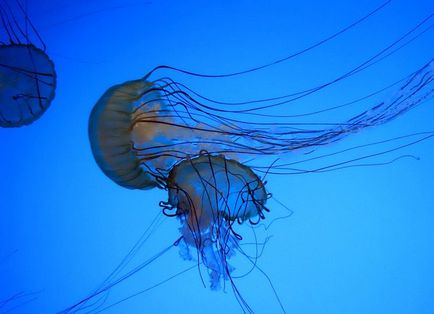 Факти за отровни медузи, лъчезарен, най-голямата медуза в света, науката дебат
