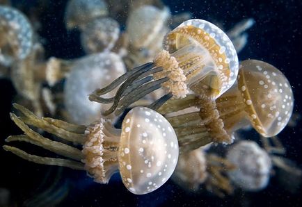 Факти за отровни медузи, лъчезарен, най-голямата медуза в света, науката дебат