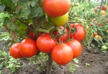 Края на бич на домати като борба Фото разсад, обработка на народни средства, лечение на домати