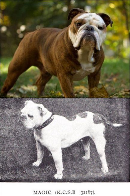 Телефото - изглеждаше като най-популярните породи кучета преди 100 години